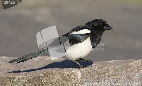 Image of Magpie