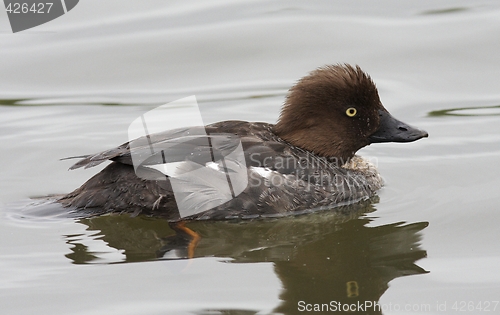 Image of Goldeneye.