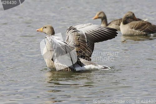 Image of Greylag Goose.