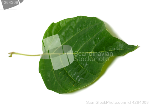 Image of Spring leaf on white background