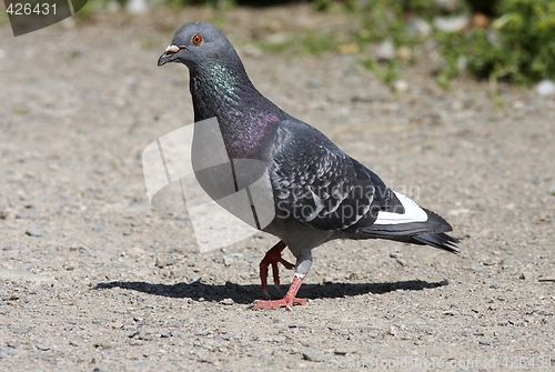 Image of Pigeon