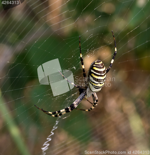 Image of Spider on spiderweb in summer