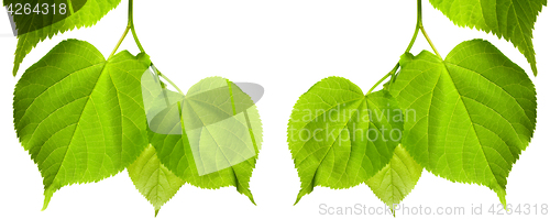 Image of Frame of spring tilia leaves
