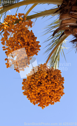 Image of Date palm with bunches of ripening fruit