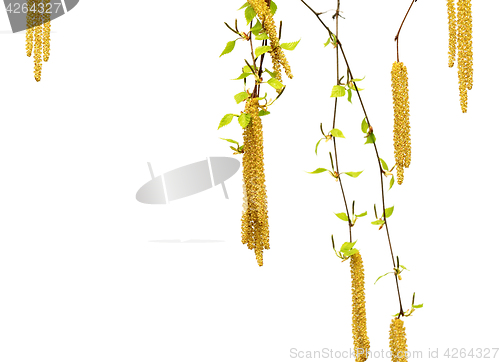 Image of Spring twigs of birch with young green leaves and catkins