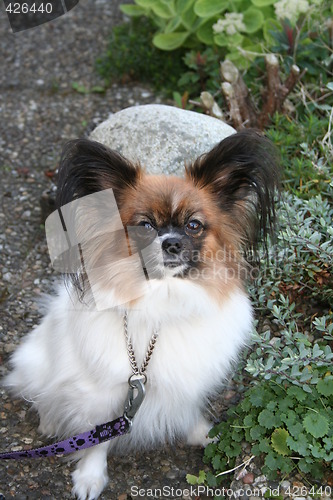 Image of Papillon