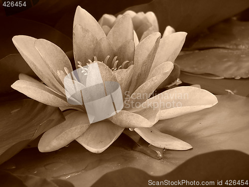 Image of Water lilly