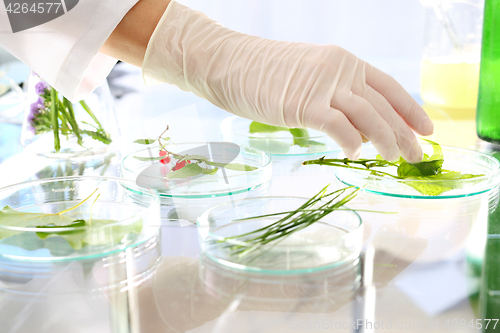 Image of Gmo. Engineer biotechnologist at work. Laboratory analysis of plants.