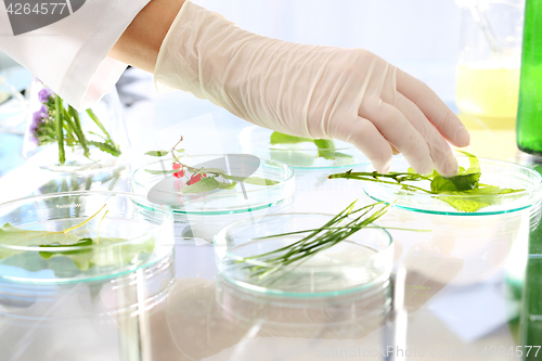 Image of Gmo. Engineer biotechnologist at work. Laboratory analysis of plants.