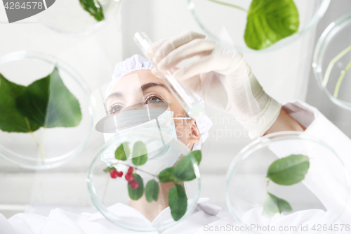 Image of In vitro plants. Plant propagation.