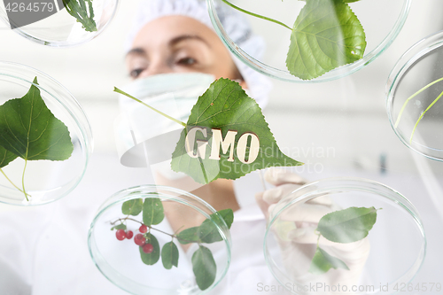 Image of Lab. Ecology Gmo.