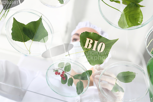 Image of Laboratory grafting plants. Genetically modified plants.