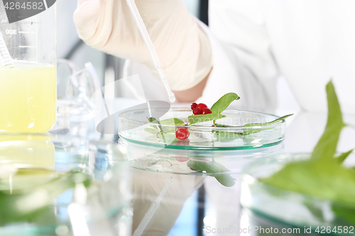 Image of Plant propagation. Lab. Ecology