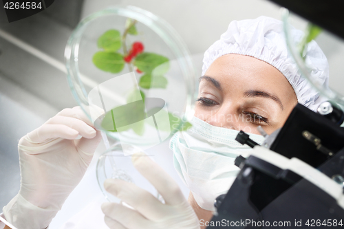 Image of Laboratory grafting plants. Genetically modified plants.