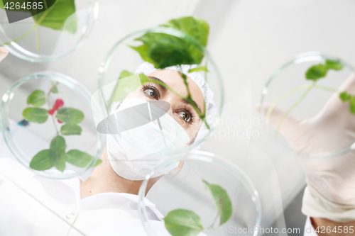 Image of Laboratory grafting plants.