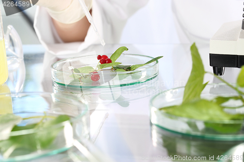 Image of Biotechnology. In vitro plants.