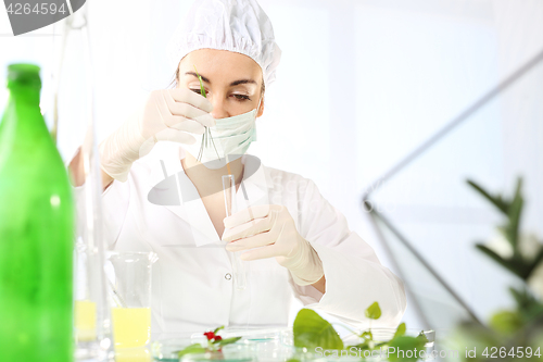 Image of Laboratory testing plant samples.