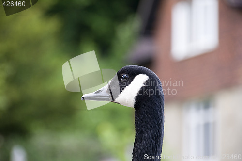Image of Goose portrait