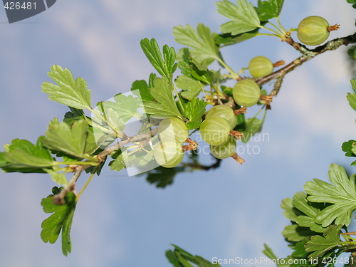 Image of gooseberries