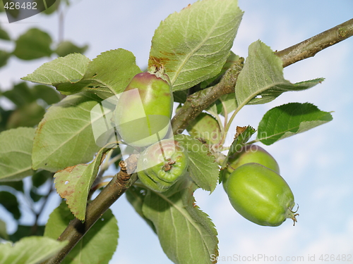 Image of small apples