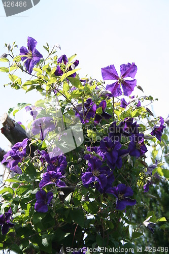 Image of Jackmanni clematis