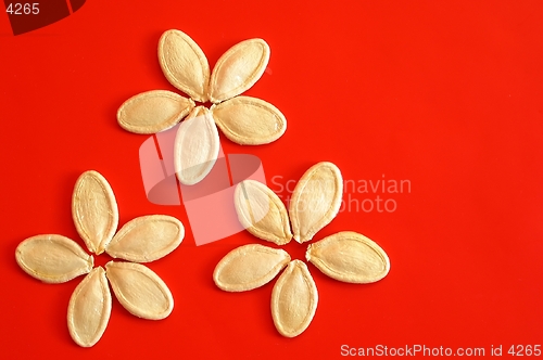 Image of Pumpkin seeds on red background