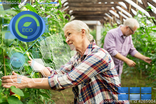 Image of old woman picking tomatoes up at farm greenhouse