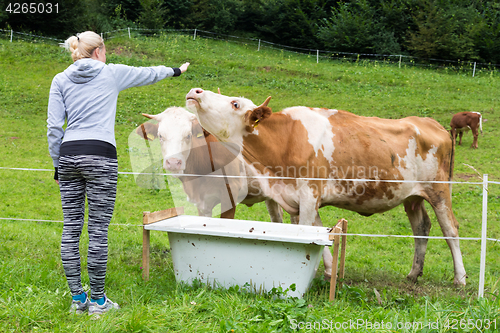 Image of Active sporty female hiker observing and caressing pasturing cows on meadow.