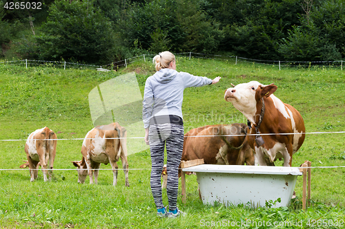 Image of Active sporty female hiker observing and caressing pasturing cows on meadow.