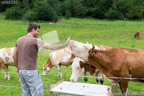 Image of Active sporty male hiker observing and caressing pasturing cows on meadow.