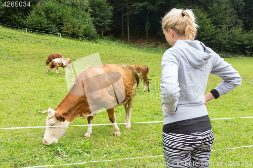 Image of Active sporty female hiker observing and caressing pasturing cows on meadow.