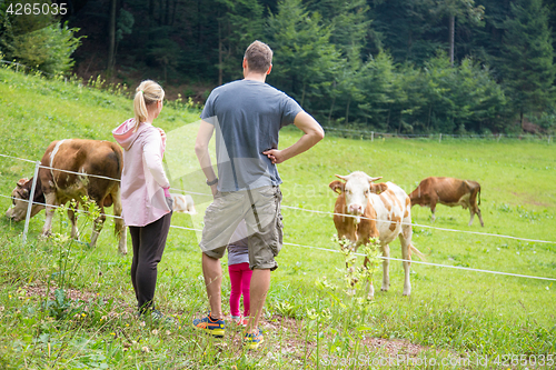 Image of Family on a hike observing and caressing pasturing cows on meadow.