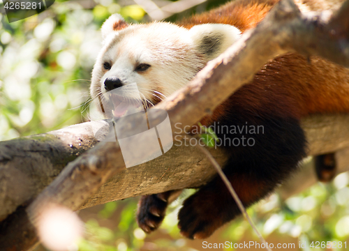 Image of Red Panda Wild Animal Resting on Tree Limb