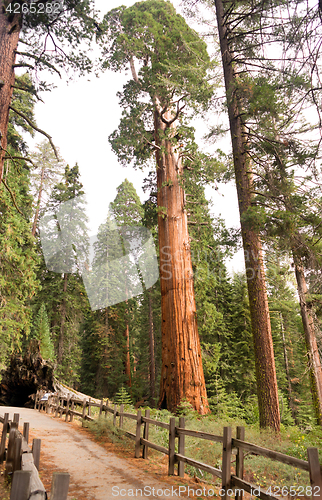 Image of Giant Ancient Sequoia Tree Kings Canyon National Park