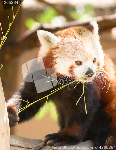 Image of Red Panda Wild Animal Resting Sitting Tree Limb Feeding