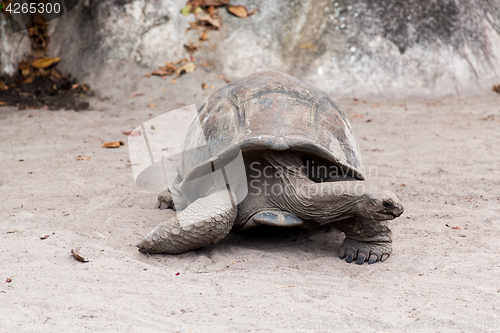 Image of giant tortoise outdoors on seychelles