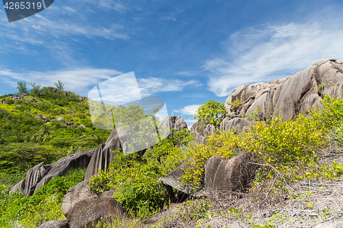 Image of stones and vegetation on seychelles island