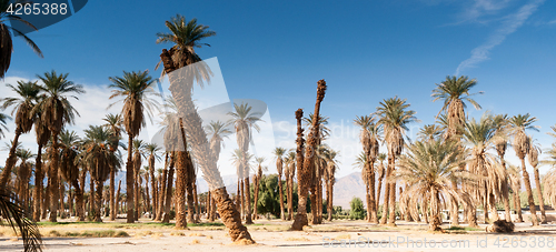 Image of An Oasis of Tropical Trees Furnace Creek Death Valley