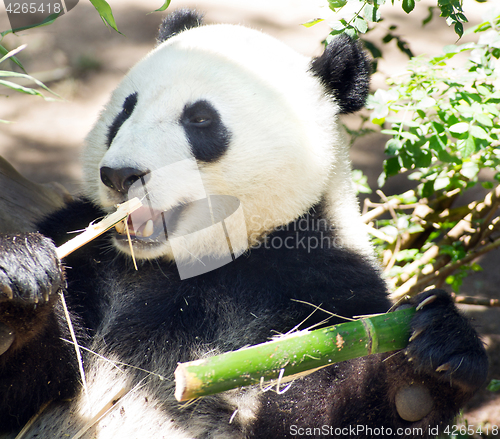 Image of Endangered Animal Wildlife Giant Panda Eating Bamboo Stalk