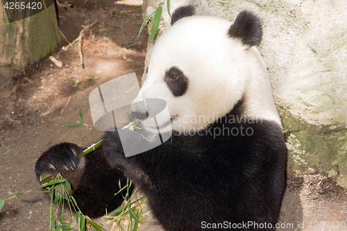 Image of Endangered Animal Wildlife Giant Panda Eating Bamboo Stalk