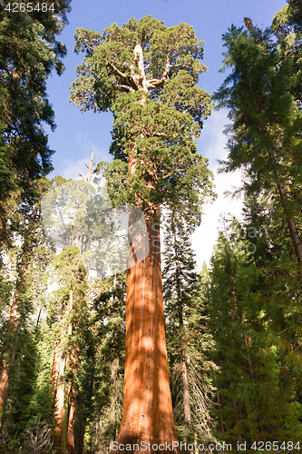 Image of Giant Ancient Sequoia Tree Kings Canyon National Park