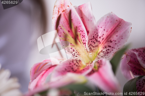 Image of close up colorful flowers