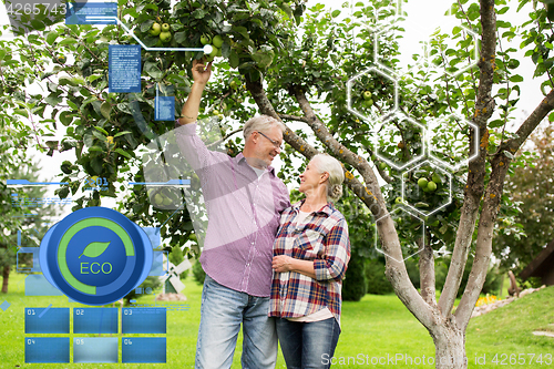 Image of senior couple with apple tree at summer garden