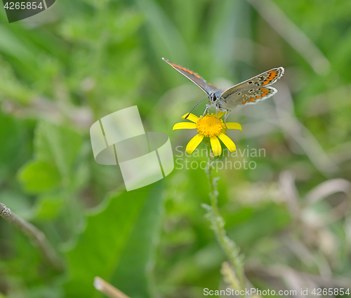 Image of Orange butterfly on yellow flower