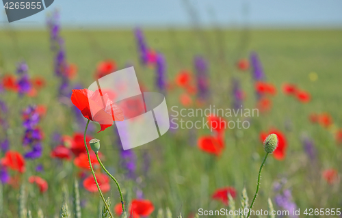 Image of colorful flowers on field