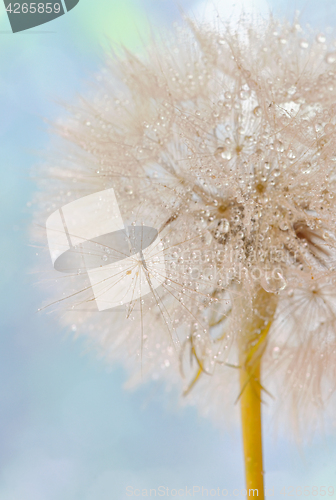 Image of Dandelion seeds - fluffy blowball