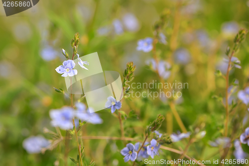 Image of Nemophila flower field, blue flowers 