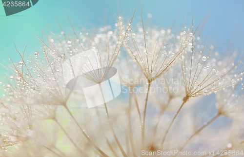 Image of Dandelion seeds - fluffy blowball