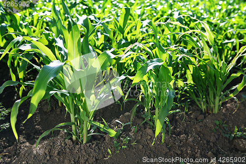 Image of Green corn field in sun day