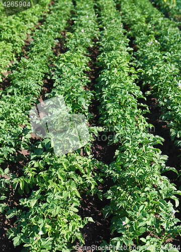 Image of potatoes growing up